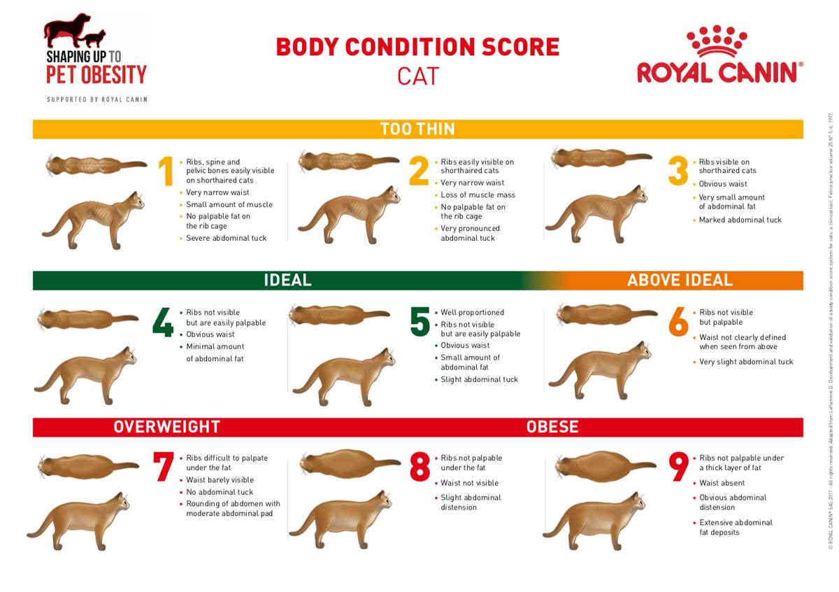 How to Score Your Cat's Body Condition at Home