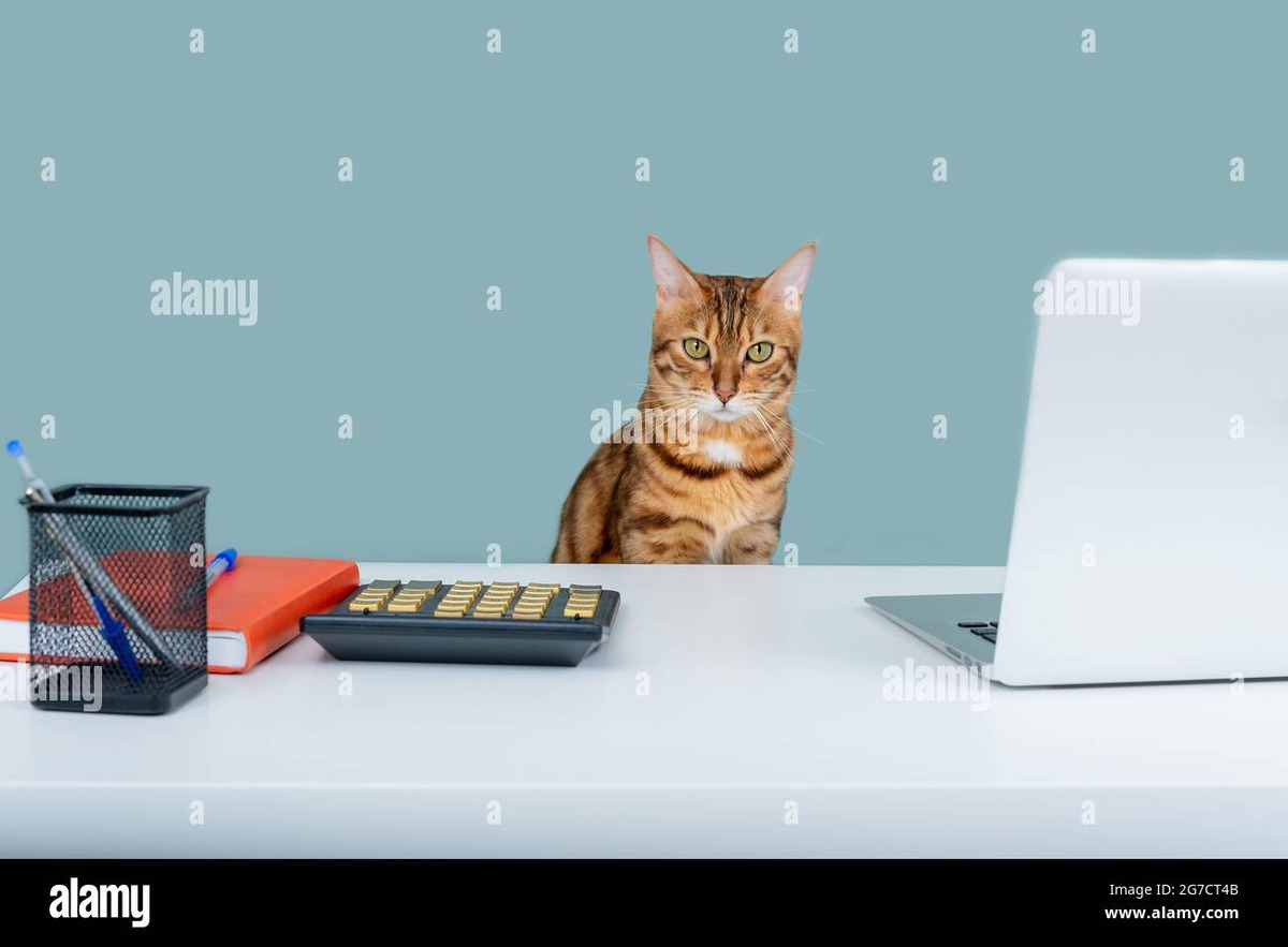 How to Use a Cat Calorie Calculator (And Why Vet Formulas Beat Generic Charts)