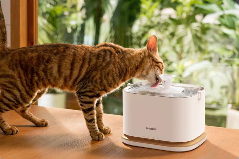 Cat Drinks Less Summer Fix