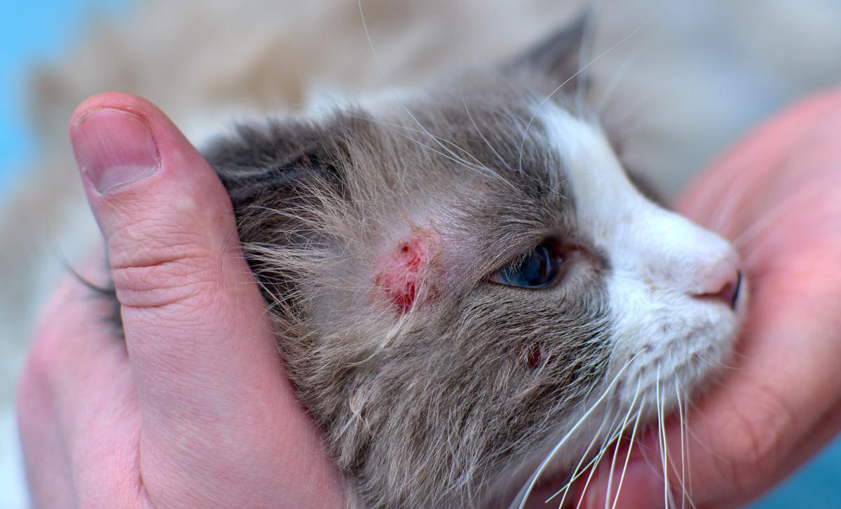 Food Allergies in Cats: The Elimination Diet That Actually Works