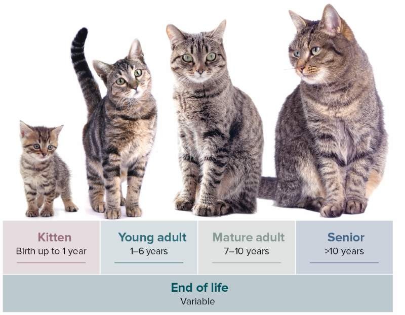 How Cat Metabolism Changes From Kitten to Senior (And What to Feed at Every Stage)