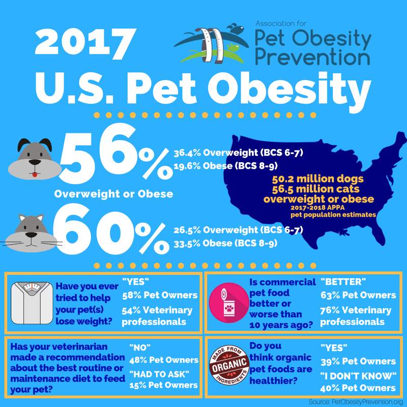The Real Cost of Cat Obesity: What 61% of Cat Parents Don't Know