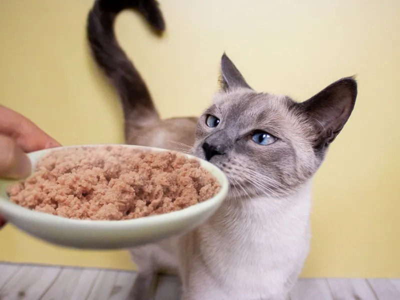 Feeding a Diabetic Cat: Calories, Carbs, and Consistency