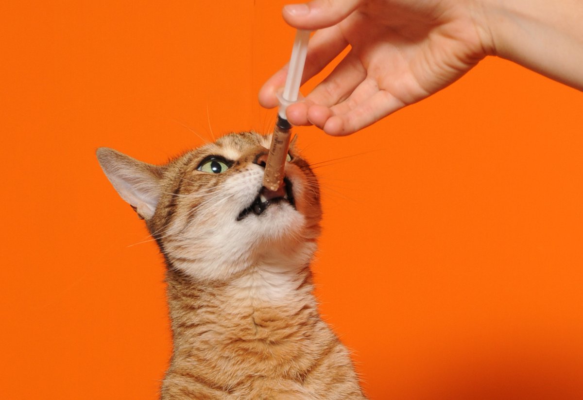 Nutrition for Sick Cats: When Appetite Disappears and Weight Drops