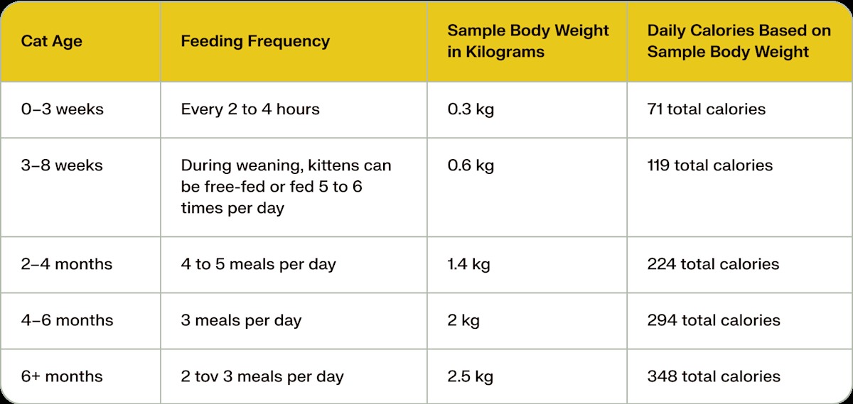 Free Feeding vs. Scheduled Meals: What the Data Actually Says