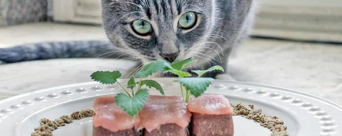 High-Protein Diets for Cats: Hype or Help?