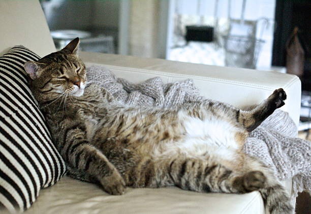 Indoor Cats Need HOW Many Calories? The Sedentary Cat Math