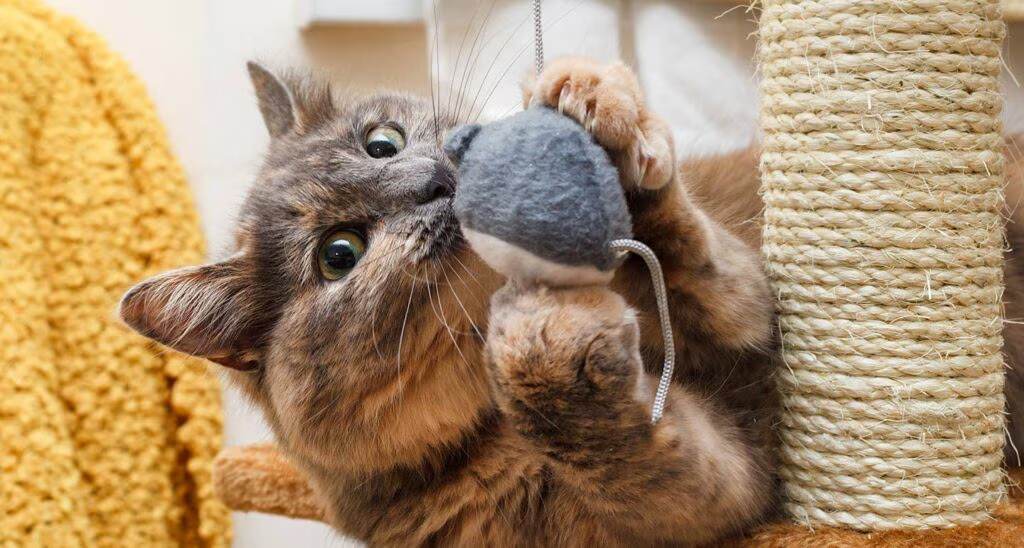 Indoor Cat Exercise Calories Burned 2026