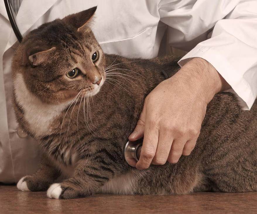 Indoor Cat Obese Vet Said Free Feeding