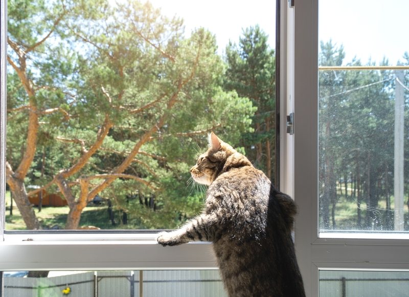 Indoor vs Outdoor Cat Calories: The 20% Gap