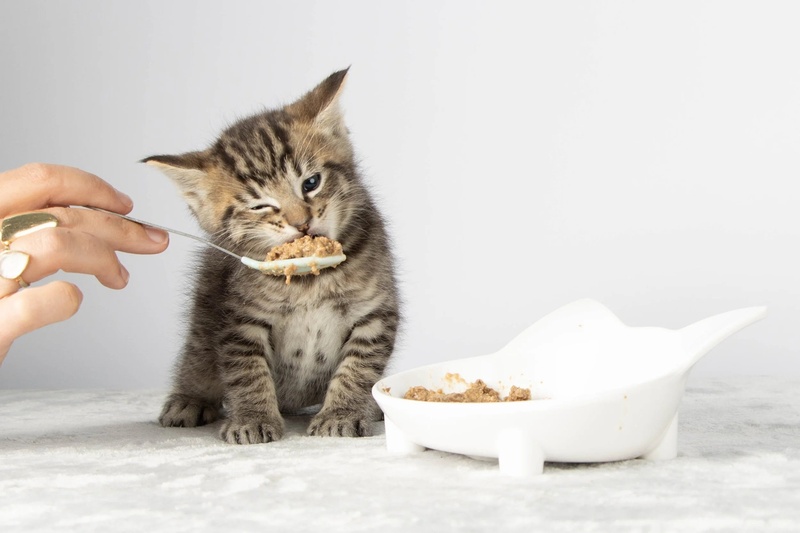 Kitten Feeding Schedule: Week by Week (Revised)