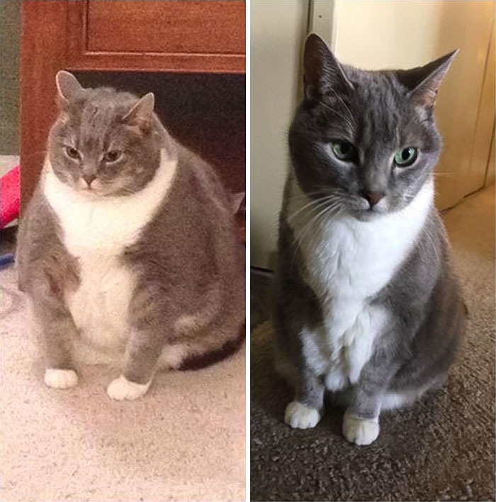 Luna's Weight Loss: 12.4 to 9.2 Pounds in 8 Months