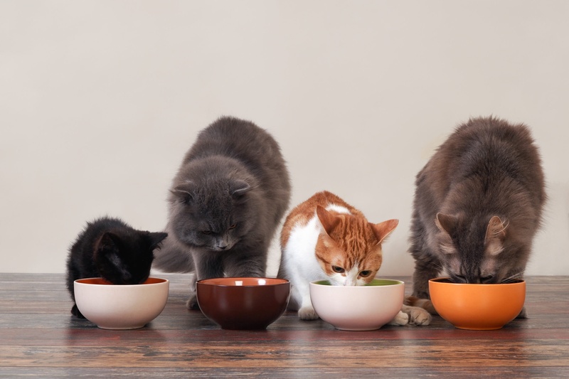 Multi-Cat Household Feeding: The Separation Problem