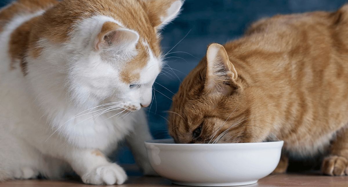 Feeding Multiple Cats When One Needs to Lose Weight