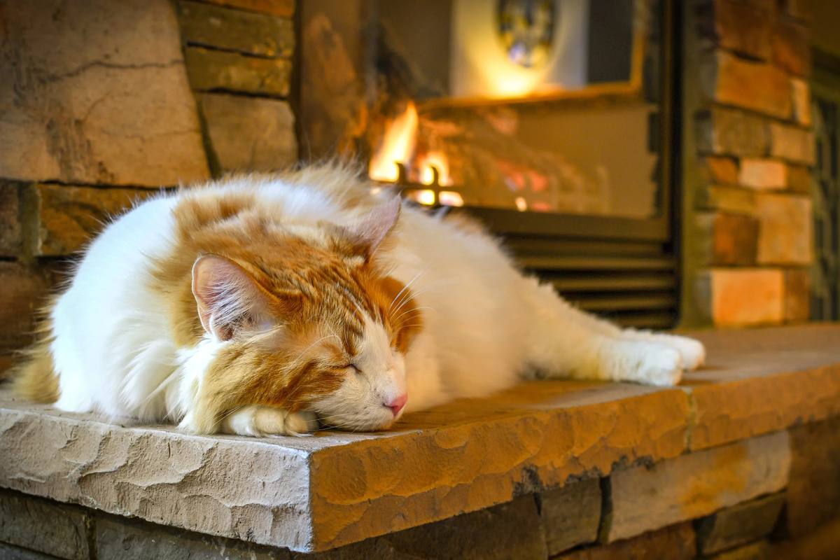 Why Your Cat Gains Weight in Winter (And It's Not Just the Food)