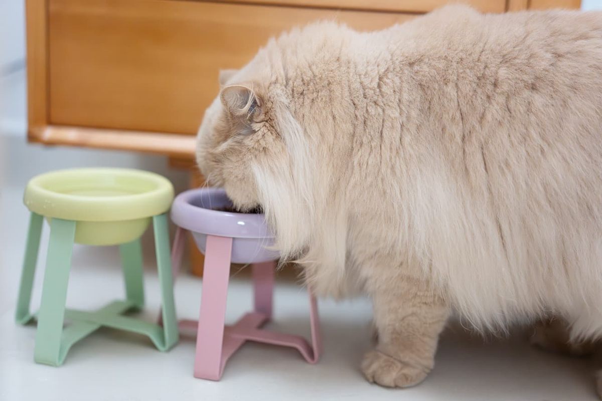 What Senior Cats Really Need on Their Plate (It's Not Just 'Less Food')