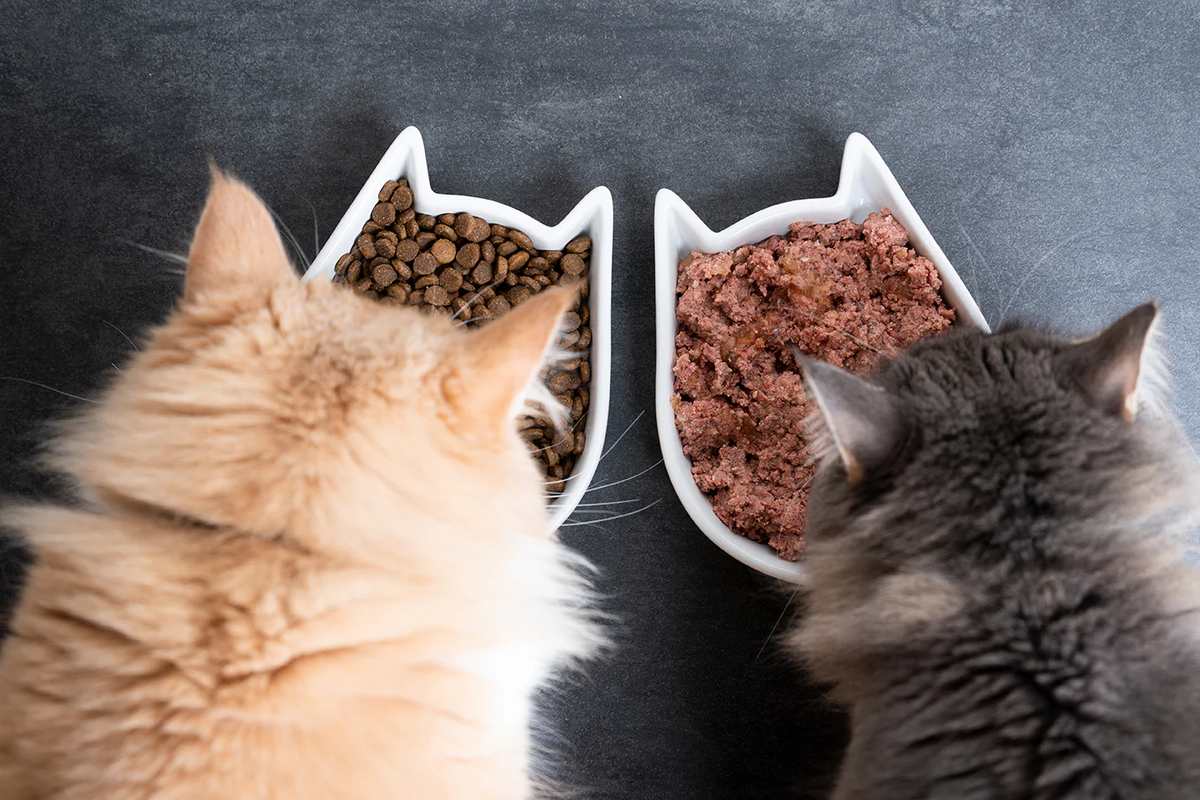 How to Switch Your Cat's Food for Weight Loss Without the Drama