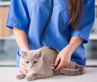 Vet Visit Prep: What to Weigh and Track Before You Go
