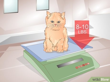 When Your Cat Stops Losing Weight: The Plateau
