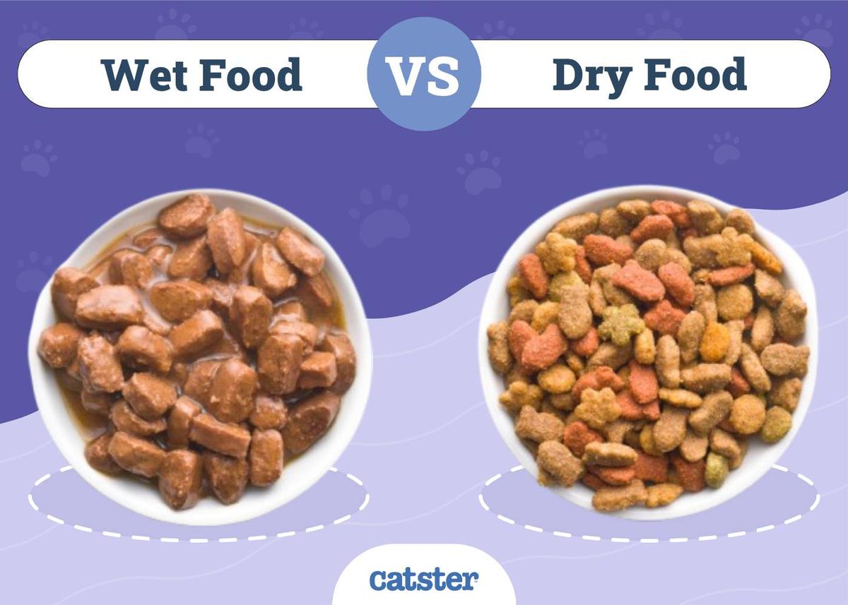 Wet Food vs. Dry Food: The Calorie Density Gap Nobody Explains