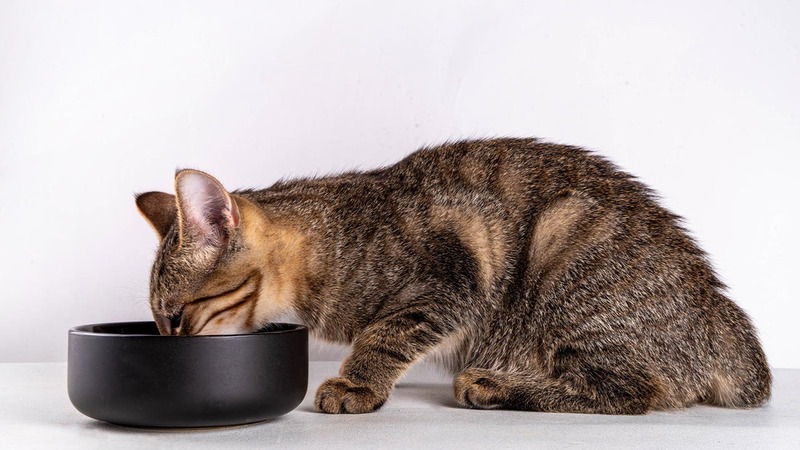 Why Free-Feeding Dry Food Is a Trap