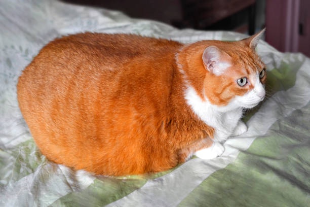 Why My Clinic's Fattest Cat Wasn't the Owner's Fault